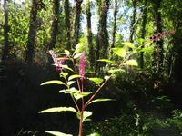 Sierra de Aracena (14) &ndash; &copy; Francisco Javier Burgos Gutierrez (Eberhardt TRAVEL)
