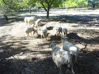 Sierra de Aracena (17) &ndash; &copy; Francisco Javier Burgos Gutierrez (Eberhardt TRAVEL)