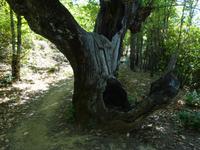 Sierra de Aracena (22) &ndash; &copy; Francisco Javier Burgos Gutierrez (Eberhardt TRAVEL)