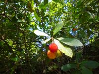Sierra de Aracena (26) &ndash; &copy; Francisco Javier Burgos Gutierrez (Eberhardt TRAVEL)