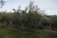 Olivenbäumchen  &ndash; &copy; Andreas Böcker (Eberhardt TRAVEL)
