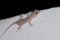 Gecko &ndash; &copy; Andreas Böcker (Eberhardt TRAVEL)