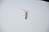Gecko