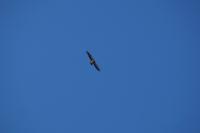 buitre leonado - 
