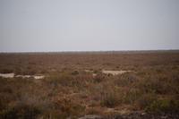 Trockene Marismas im Coto de Doñana &ndash; &copy; Andreas Böcker (Eberhardt TRAVEL)