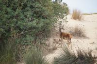 Hirschkuh, Coto de Doñana &ndash; &copy; Andreas Böcker (Eberhardt TRAVEL)