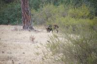 Wildschwein  &ndash; &copy; Andreas Böcker (Eberhardt TRAVEL)