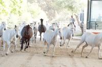 Andalusier &ndash; &copy; Andreas Böcker (Eberhardt TRAVEL)
