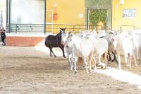 PRE - Pura Raza Española &ndash; &copy; Andreas Böcker (Eberhardt TRAVEL)