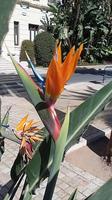 Malagas Blumen  &ndash; &copy; Ingrid Langer (Eberhardt TRAVEL)