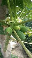 Finka Juanito Orange Papaya  &ndash; &copy; Ingrid Langer (Eberhardt TRAVEL)