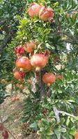 Finka Juanito Orange Granatapfel  &ndash; &copy; Ingrid Langer (Eberhardt TRAVEL)