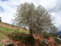 Coll de Nargo &ndash; &copy; Barbara Pflicke (Eberhardt TRAVEL)