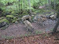 Wolfsfarm &ndash; &copy; Barbara Pflicke (Eberhardt TRAVEL)