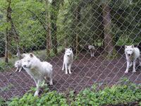 Wolfsfarm &ndash; &copy; Barbara Pflicke (Eberhardt TRAVEL)