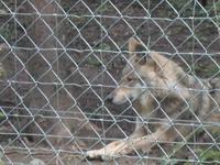 Wolfsfarm &ndash; &copy; Barbara Pflicke (Eberhardt TRAVEL)