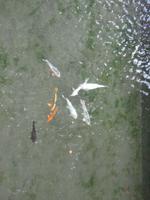 Koi-Karpfen &ndash; &copy; Anne Sturm (Eberhardt TRAVEL)