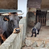 Els Calderes Tiere &ndash; &copy; Kathrin Mickan (Eberhardt TRAVEL)