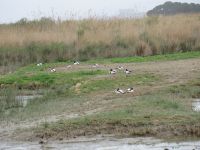 Albufera 1 &ndash; &copy; Kathrin Mickan (Eberhardt TRAVEL)