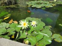 Garten &ndash; &copy; Heike Meinhold (Eberhardt TRAVEL)