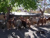 Wochenmarkt in Sineu