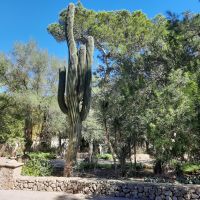 Es Calderes Riesenkaktus &ndash; &copy; Kathrin Mickan (Eberhardt TRAVEL)