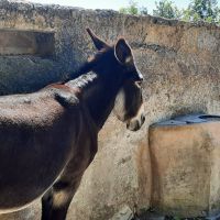 Es Calderes Esel &ndash; &copy; Kathrin Mickan (Eberhardt TRAVEL)