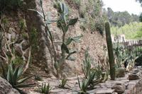 La Granja - Kakteen &ndash; &copy; Sylvia Sann (Eberhardt TRAVEL)