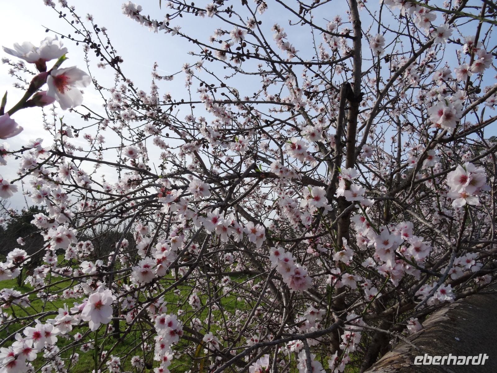Raixa und Mandelblüte &ndash; &copy; Hans-Joachim Trutz (Eberhardt TRAVEL)