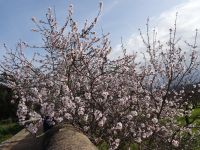Raixa und Mandelblüte &ndash; &copy; Hans-Joachim Trutz (Eberhardt TRAVEL)