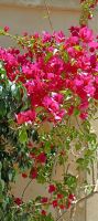 Alcudia &ndash; &copy; Heike Meinhold (Eberhardt TRAVEL)