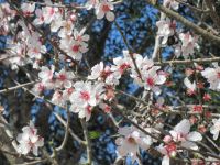 Mandelblüten &ndash; &copy; Kathrin Mickan (Eberhardt TRAVEL)