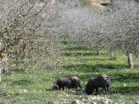 Landgut Es Calderes schwarze Schweine &ndash; &copy; Kathrin Mickan (Eberhardt TRAVEL)