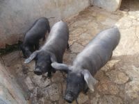 DSCN9878.JPG  schwarze Schweine &ndash; &copy; Kerstin Veit (Eberhardt TRAVEL)