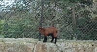 Kleines Lämmchen - Tierhaltung in Els Calderers - Mallorca &ndash; &copy; Marieta Beck (Eberhardt TRAVEL)