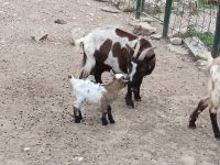Die Tierhaltung im Landhaus Els Calderers - Mallorca &ndash; &copy; Marieta Beck (Eberhardt TRAVEL)