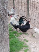 Die Tierhaltung im Landhaus Els Calderers - Mallorca &ndash; &copy; Marieta Beck (Eberhardt TRAVEL)