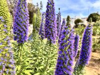 Madeira Natternkopf, wächst auch auf Mallorca &ndash; &copy; Sabine Reckord (Eberhardt TRAVEL)