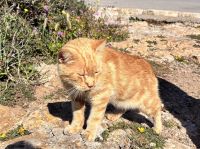 Miau &ndash; &copy; Sabine Reckord (Eberhardt TRAVEL)
