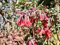Kalanchoe &ndash; &copy; Sabine Reckord (Eberhardt TRAVEL)