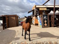 Tierischer Besuch am Mirador Es Colomer