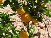 Gärten von Alfabia &ndash; &copy; Linda Hartge (Eberhardt TRAVEL)