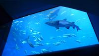 Im Palma Aquarium &ndash; &copy; Anne Hiecke (Eberhardt TRAVEL)