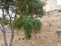 Alcúdia (2) &ndash; &copy; Steffi Zimmermann (Eberhardt TRAVEL)