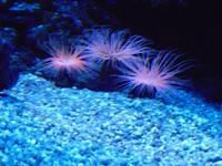 Palma Aquarium (es leuchtet) &ndash; &copy; Sandra Mahr (Eberhardt TRAVEL)