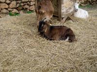Tiere auf La Granja (3) &ndash; &copy; Sandra Mahr (Eberhardt TRAVEL)