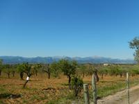 Olivenplantage