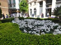 Palma 