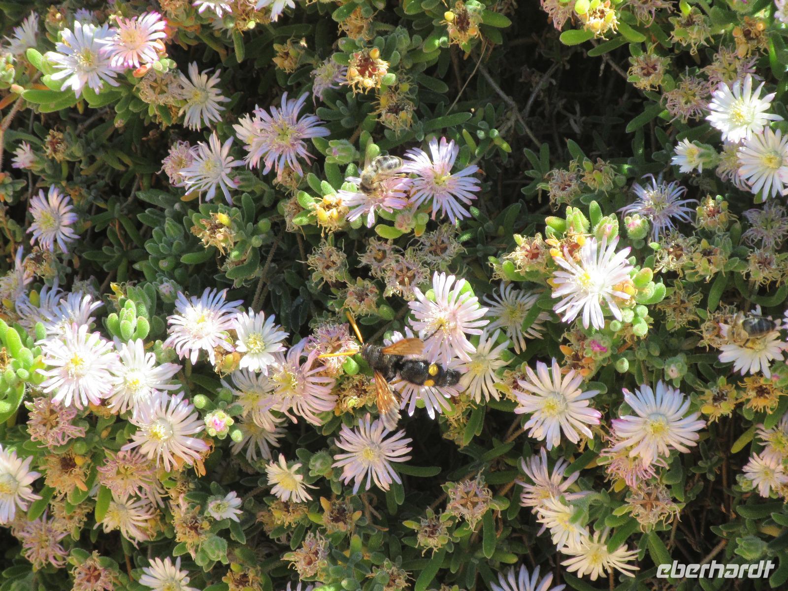 Botanicactus (73) &ndash; &copy; Francisco Javier Burgos Gutierrez (Eberhardt TRAVEL)