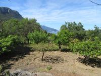San Marroig (12) &ndash; &copy; Francisco Javier Burgos Gutierrez (Eberhardt TRAVEL)